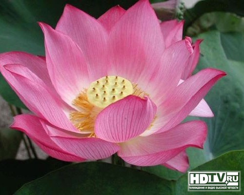 Стекло Lotus Glass повысит качество дисплеев Стекло Lotus Glass повысит качество дисплеев