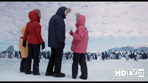 Обзор Blu-ray диска «Пингвины мистера Поппера»