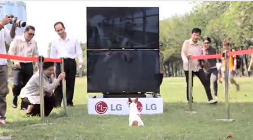 Как собаки смотрят 3D телевизоры LG