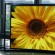 OLED HDTV Samsung KN55S9: первые впечатления