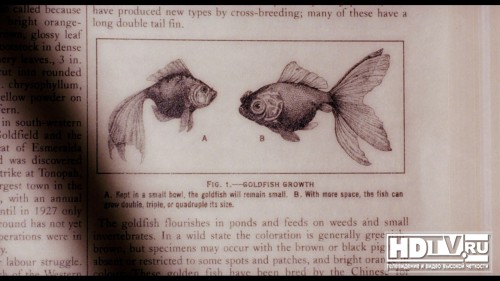 Обзор Blu-ray диска «Крупная рыба»