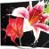 Обзор OLED телевизора LG 55EC9300