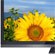   70″  Sharp AQUOS Quattron