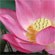  Lotus Glass   