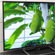 4K  Toshiba Regza 55XS5