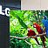 LG Electronics   OLED 