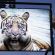  Ultra HDTV Samsung