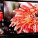  OLED  - UHDTV Samsung KE55S9C