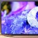   Samsung H8000, H7150  H6400