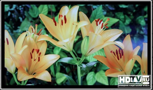  NAB 2014: 98"  84" 4K  Panasonic