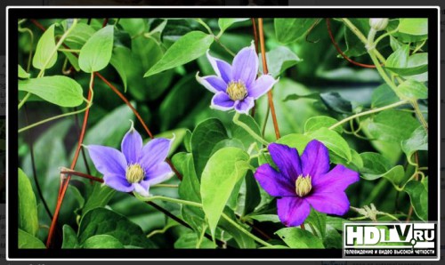  NAB 2014: 98"  84" 4K  Panasonic